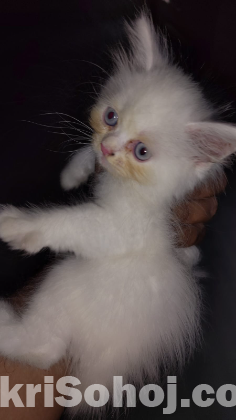 Pure Persian